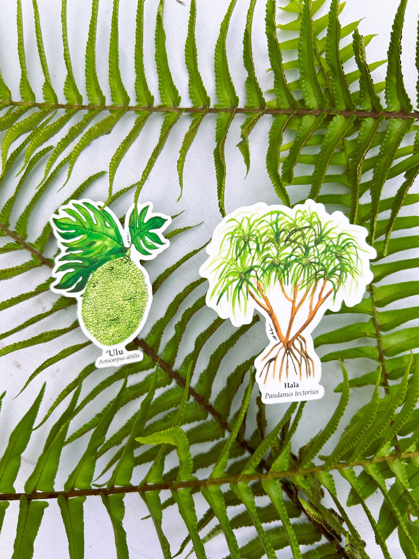 Hawaiian Plant Sticker