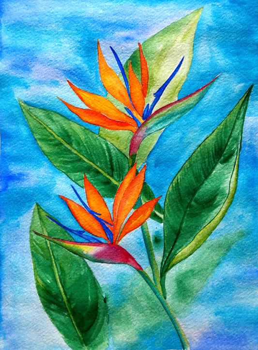 Delicate Bird of Paradise